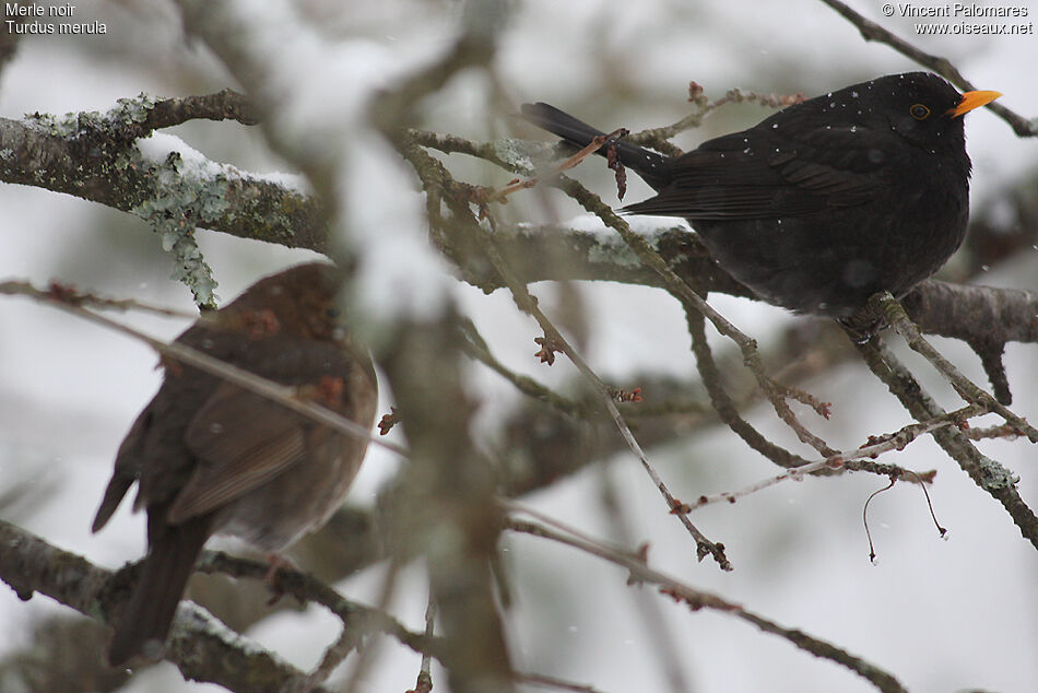 Common Blackbird