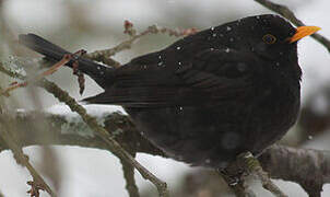 Common Blackbird