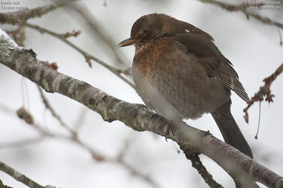 Common Blackbird