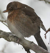 Common Blackbird