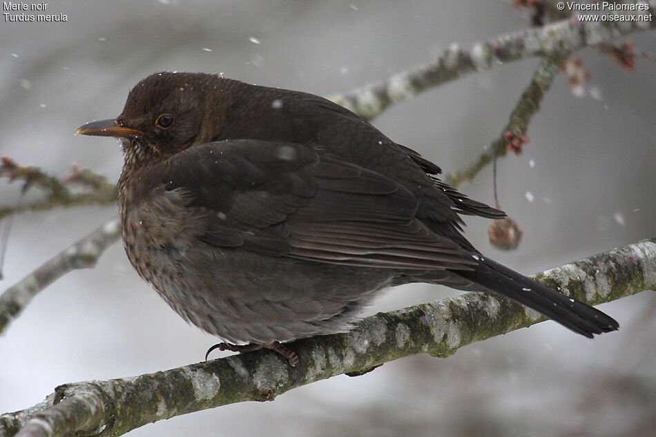 Common Blackbird