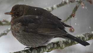 Common Blackbird