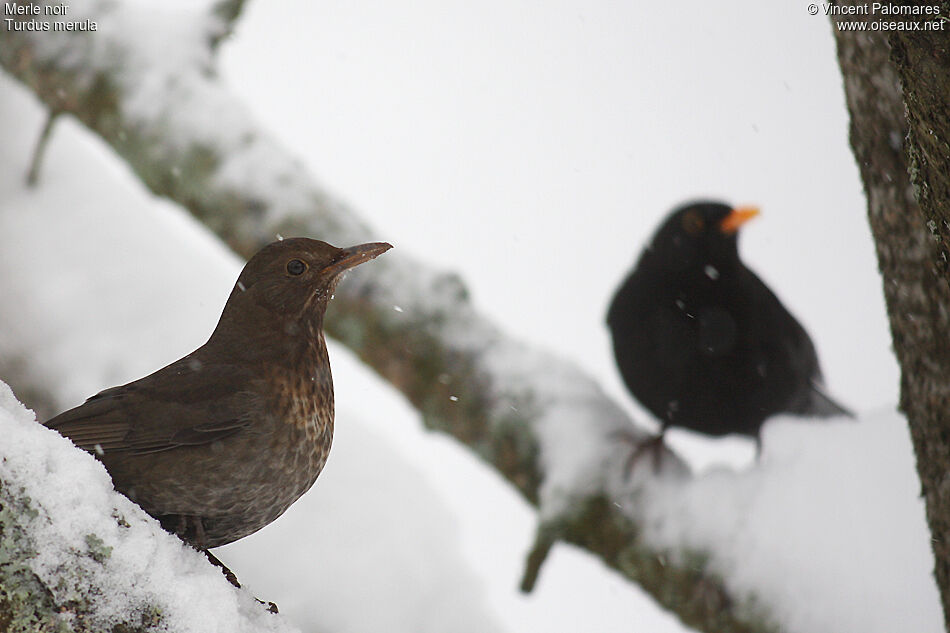 Common Blackbird