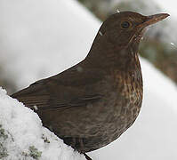 Common Blackbird