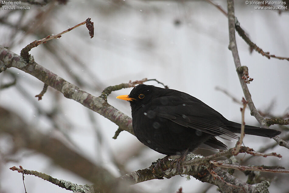 Common Blackbird