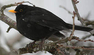 Common Blackbird