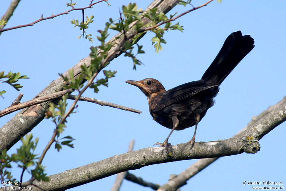 Common Blackbird