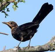 Common Blackbird