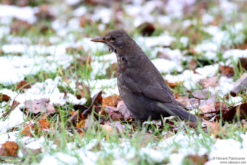 Common Blackbird