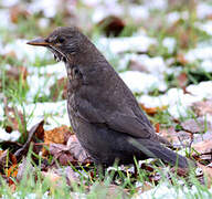 Common Blackbird