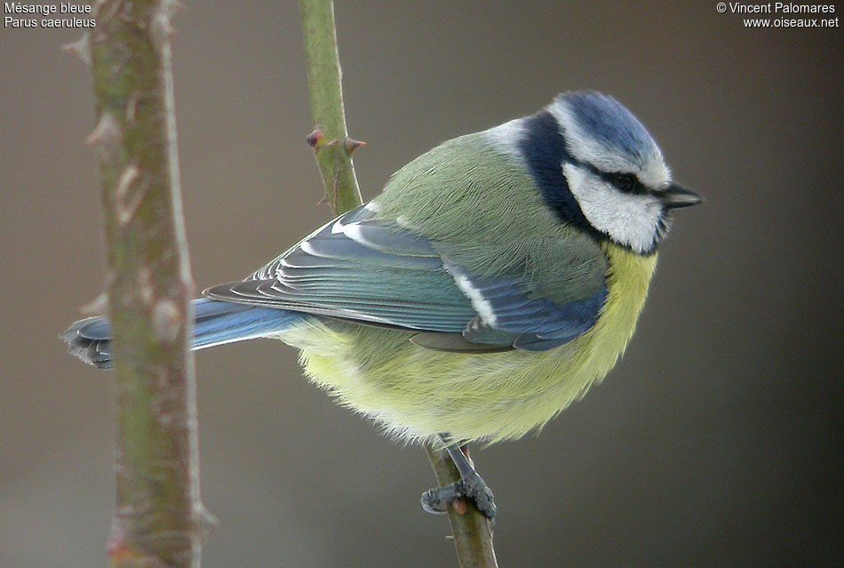 Mésange bleue