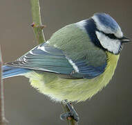 Mésange bleue