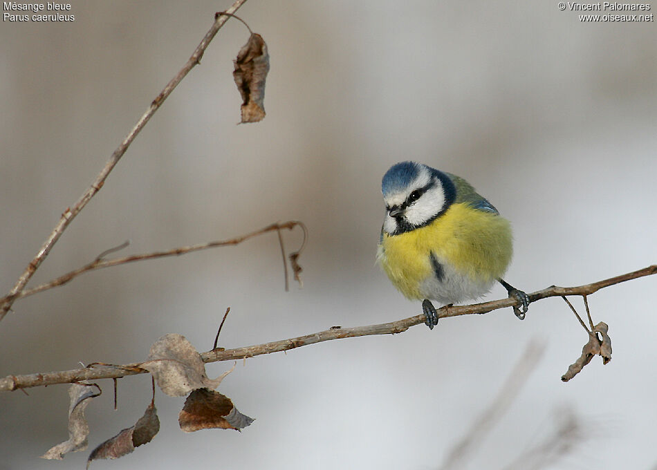 Eurasian Blue Tit