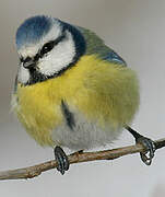 Eurasian Blue Tit