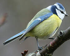 Eurasian Blue Tit