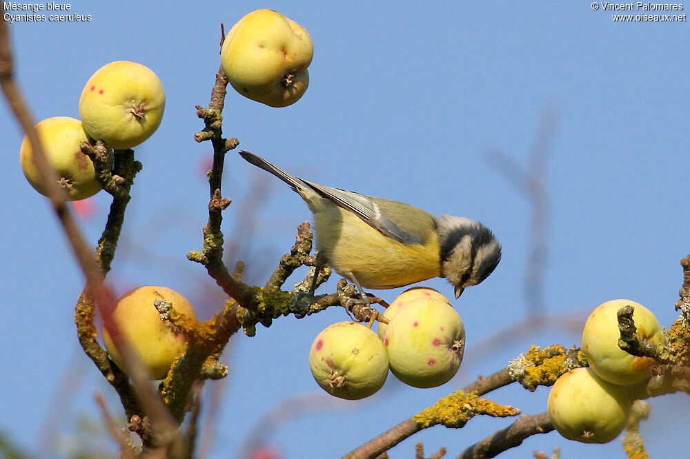 Mésange bleue