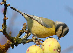 Eurasian Blue Tit