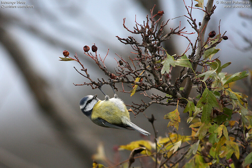 Mésange bleue