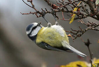 Mésange bleue