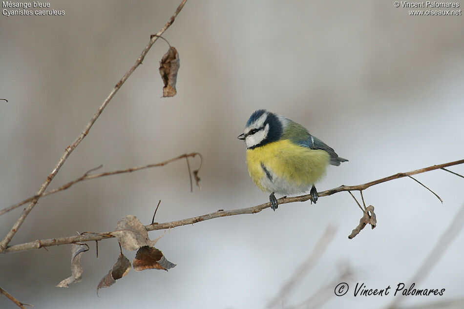 Eurasian Blue Tit