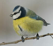 Eurasian Blue Tit