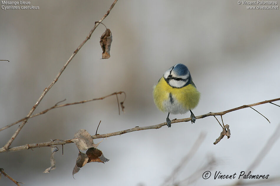 Mésange bleue