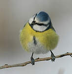 Mésange bleue