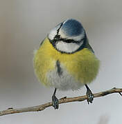 Eurasian Blue Tit