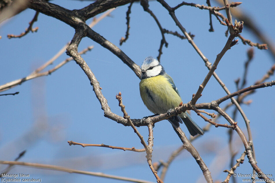 Eurasian Blue Tit