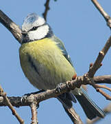 Eurasian Blue Tit