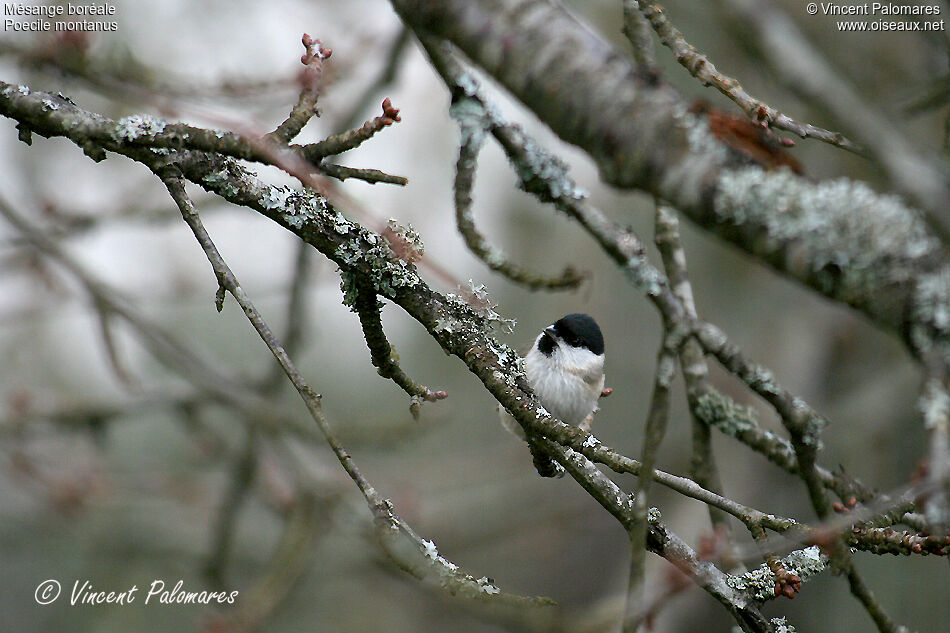 Willow Tit