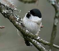 Willow Tit