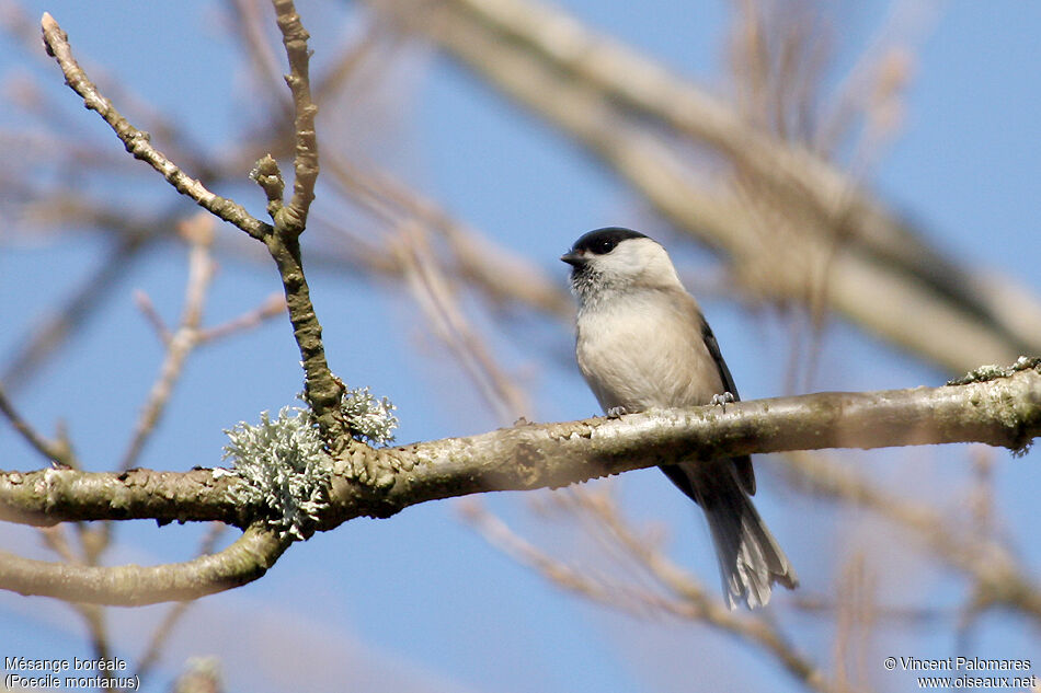 Mésange boréale