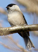 Willow Tit