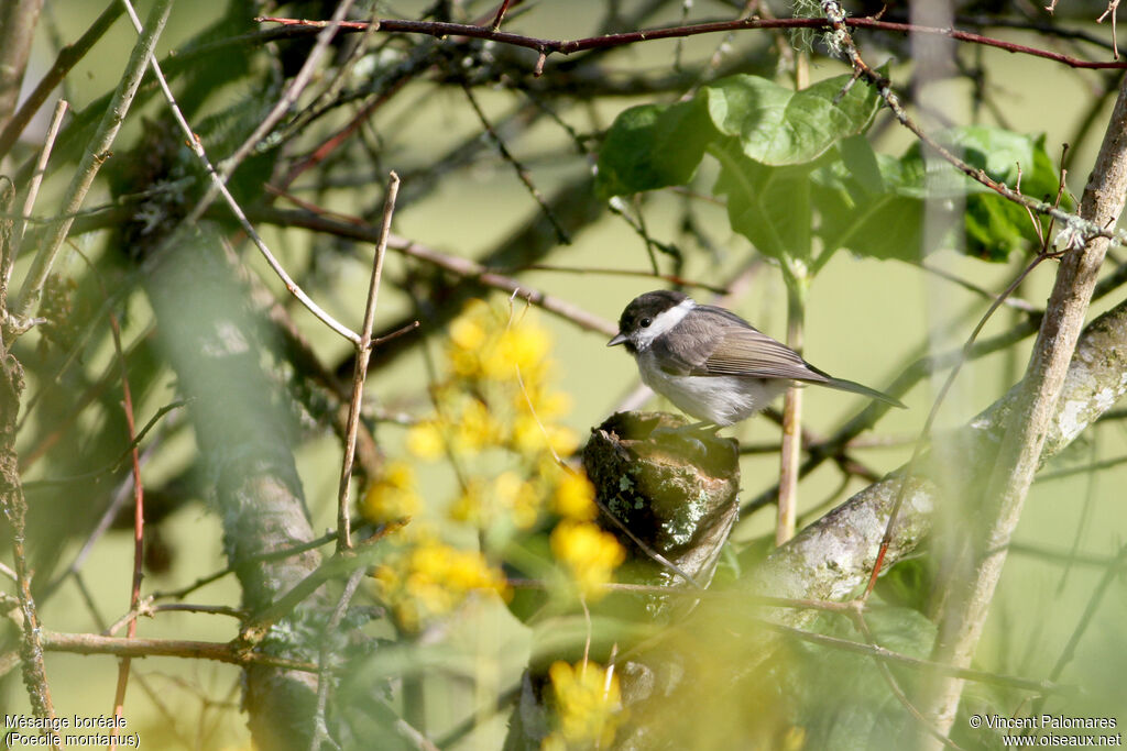 Willow Tit