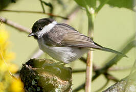 Mésange boréale