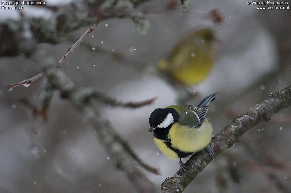 Great Tit