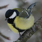 Great Tit