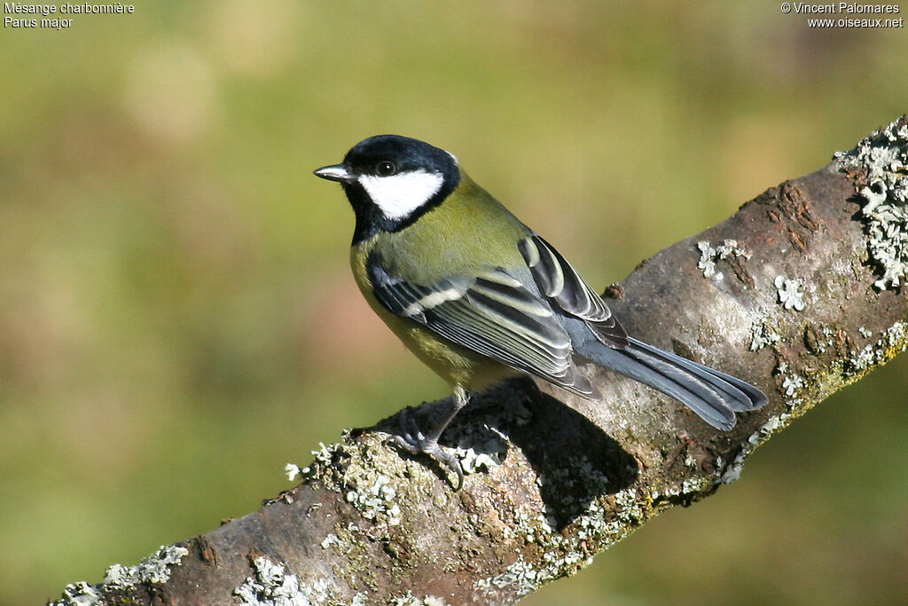 Mésange charbonnière