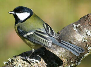 Mésange charbonnière