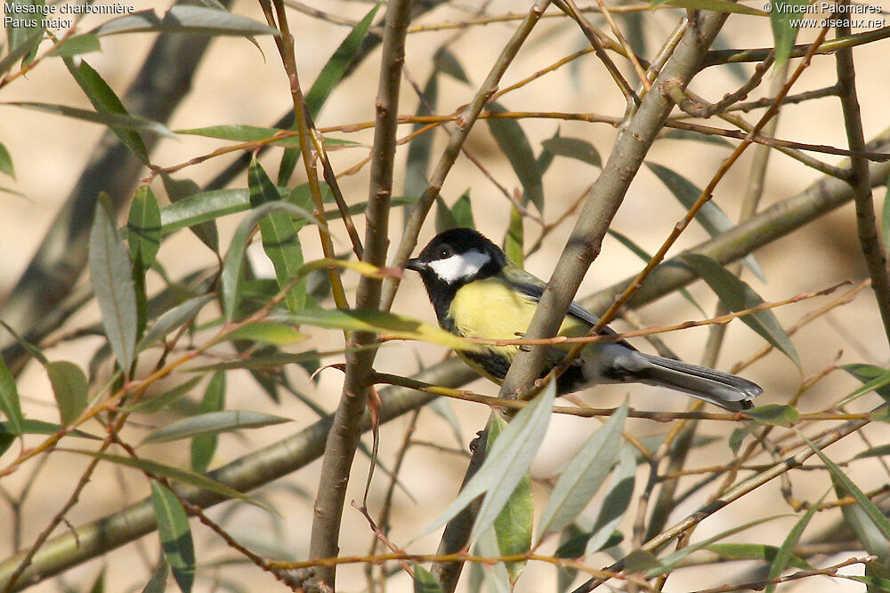 Great Tit