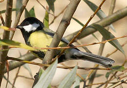 Great Tit