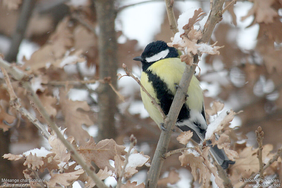 Great Tit