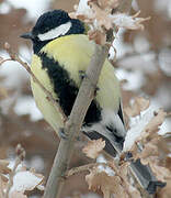 Mésange charbonnière