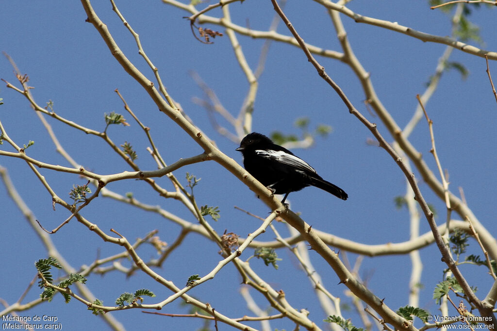 Carp's Tit