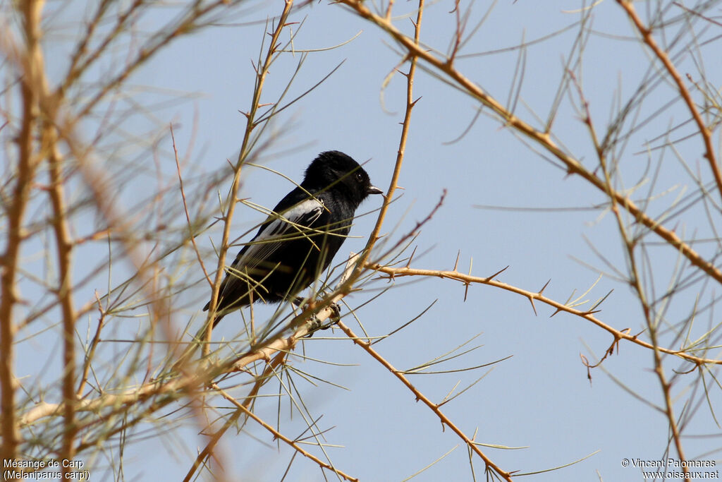 Carp's Tit