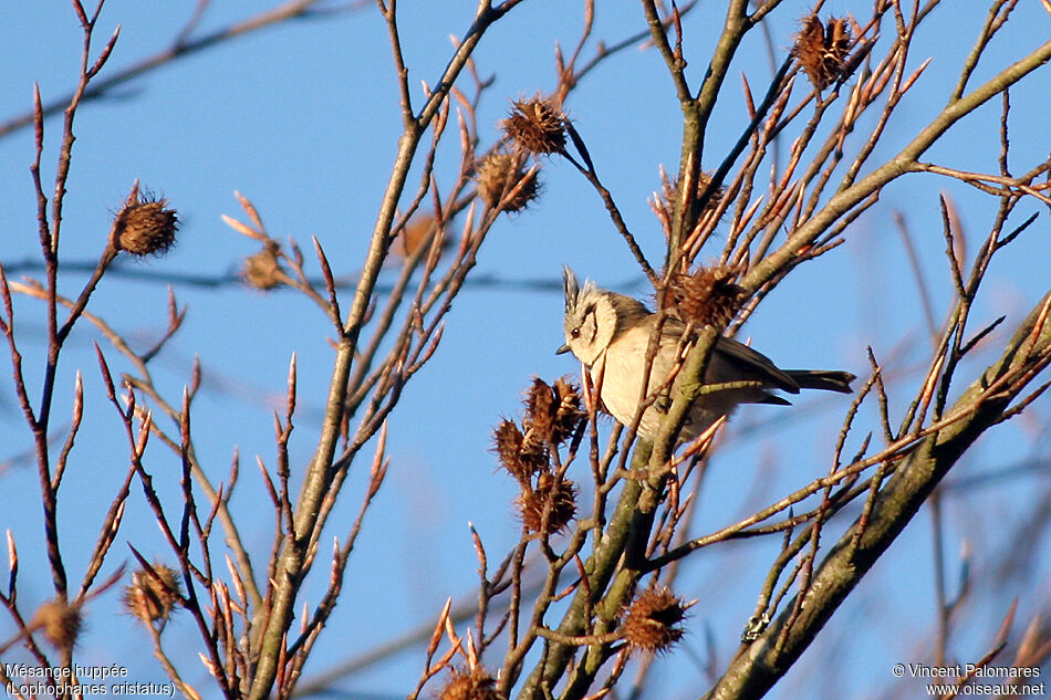 Mésange huppée