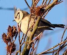 European Crested Tit