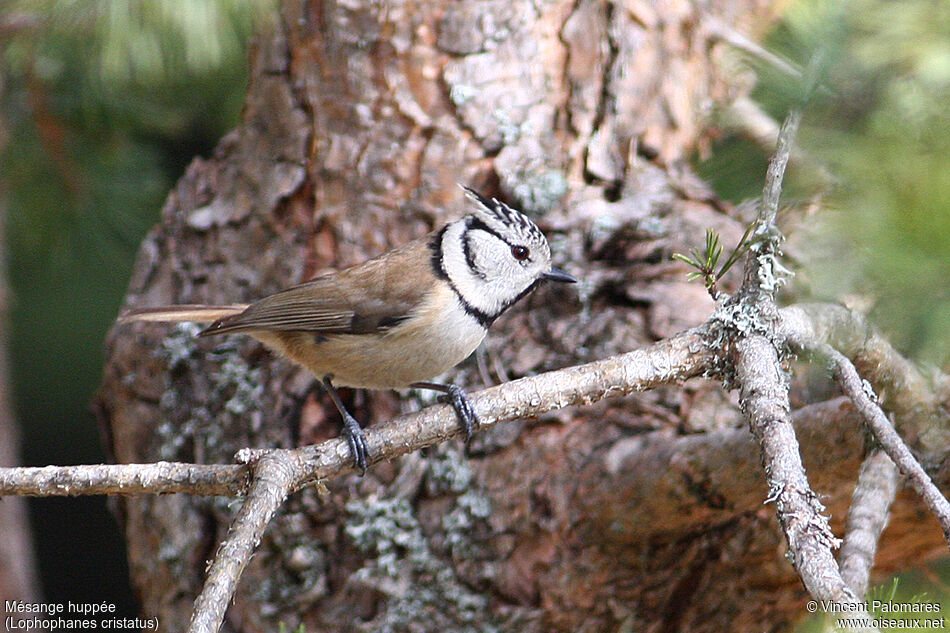 Crested Tit