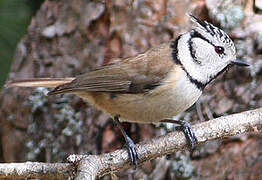 European Crested Tit